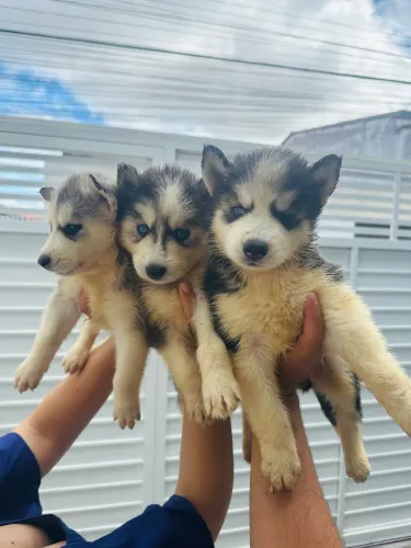 Husky siberiano 