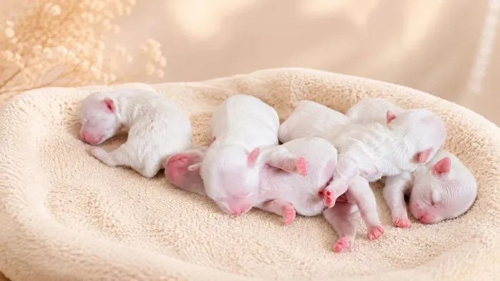 Os perfeitinhos malteses