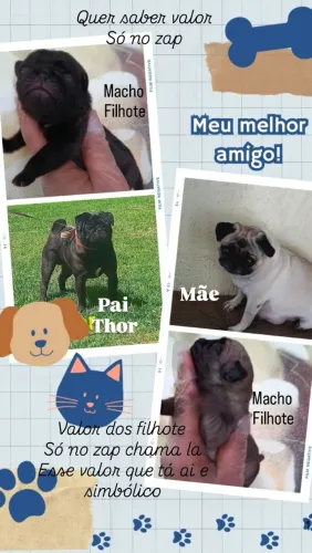 Pug filhote  macho mini 