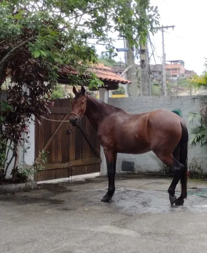 Cavalo