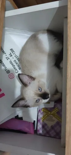 Gatinhos filhotes pra adoção