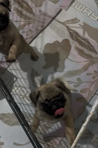 Filhote de pug fêmea 