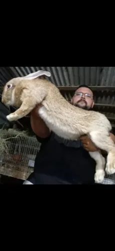 Coelho gigante