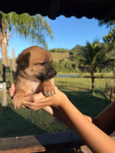 filhotes de cachorro para doação 