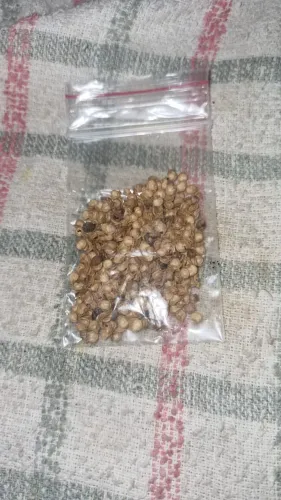 Sementes de pimenta Carolina reaper 