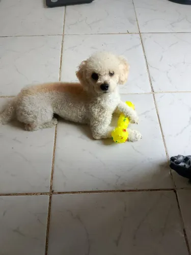 Cachorrinho poodle toy