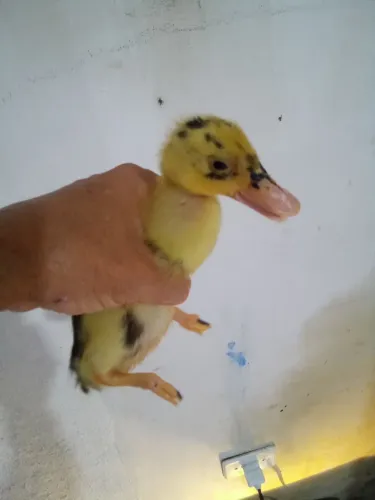 Marreco