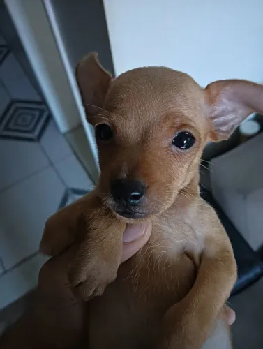 Cachorro picher número de contato ZAP *49