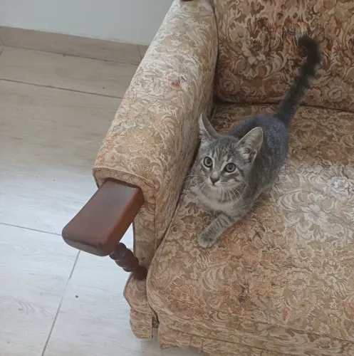 Gatinha Angorá X Siamês Tigresa Prata Rara 90 dias Lindíssima