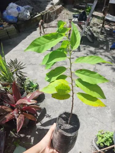 Mudas de Pinha, Laranja, Goiaba, Caju e muito mais disponíveis 