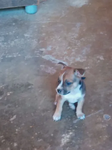 Cachorrinhos fox paulistinha
