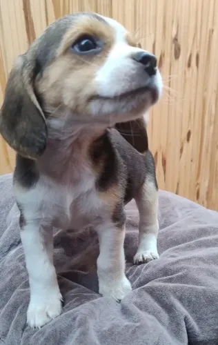 beagles tricolor