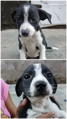 Doação de filhotes de cachorro
