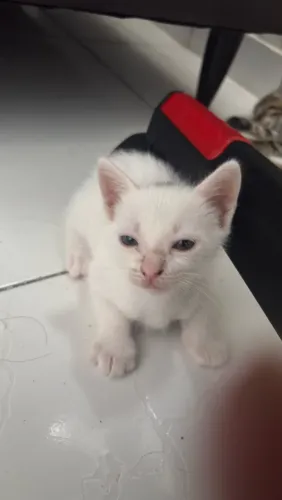 Doação de gatos