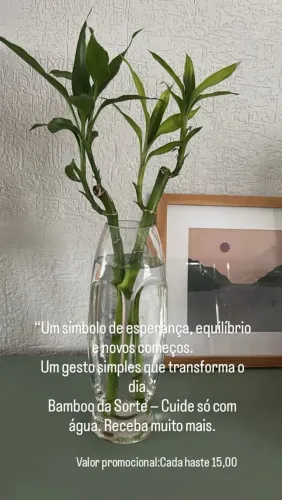 Bamboo da sorte, unidades,haste 