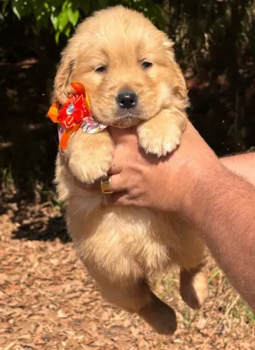 Golden Retriever