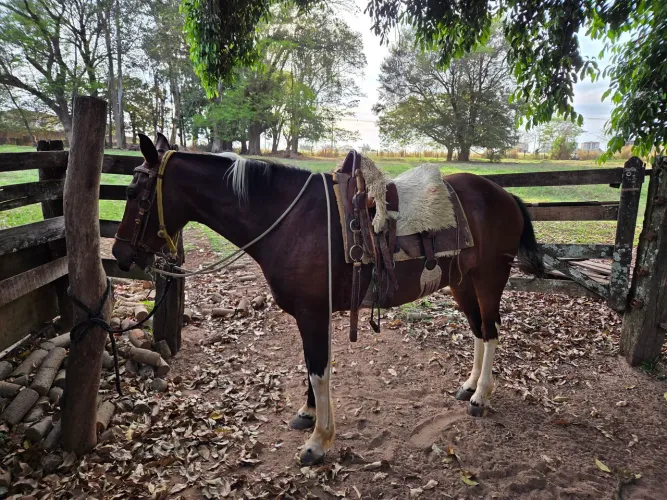 Cavalo 5 anos