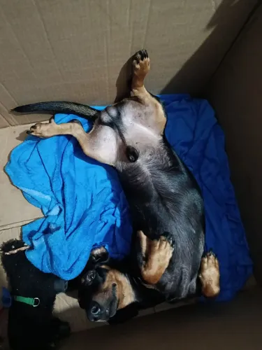 Cachorro Raça Dachshund 11 meses de idade.