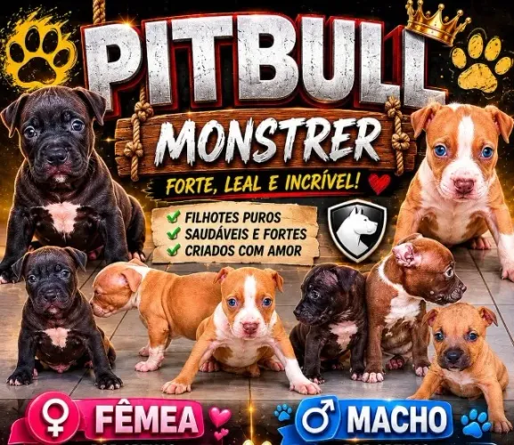 Pitmosnter sangue puro! Disponível para venda