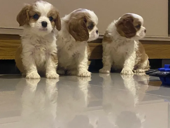 Cavalier lindos filhotes com pedigree imagens reais envio vídeo