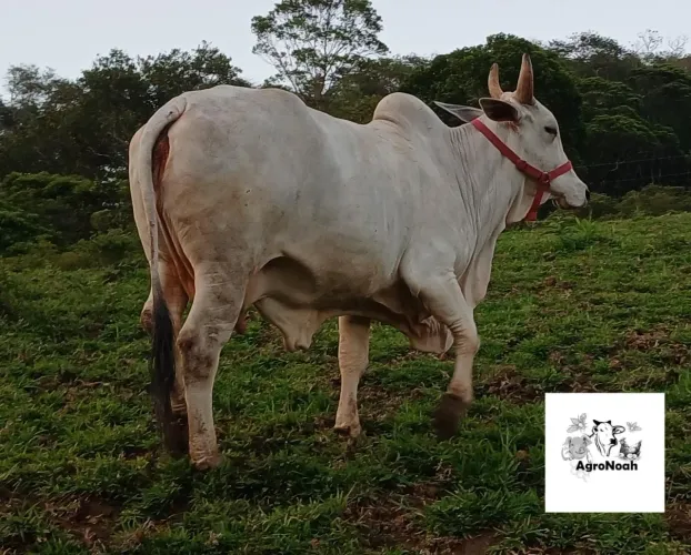 Vaca nelore