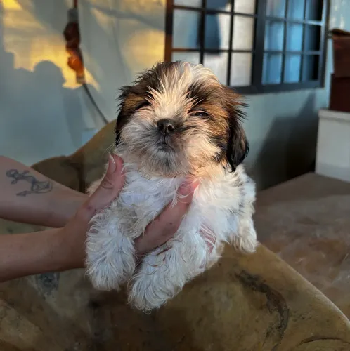 Filhotes de Shih tzus Puros
