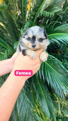 Spitz Alemão Companheiro Para Família
