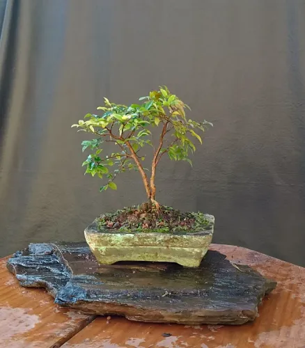Bonsai de jabuticaba