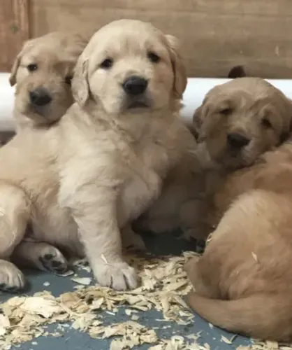 Golden Retriever - Doação