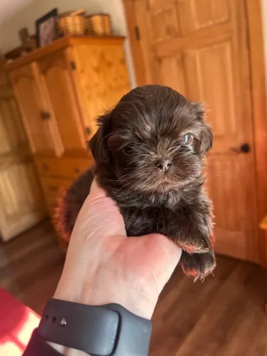 Linda filhote de shih tzu fêmea a pronta entrega