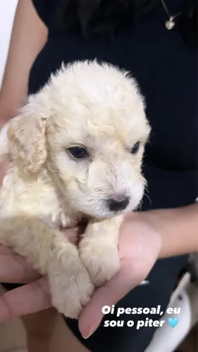 Vendo um mini poodle