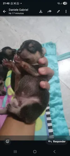 Vendo lindo filhotes de pincher