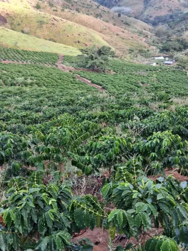 Vendo sítio de 13,87 hectares