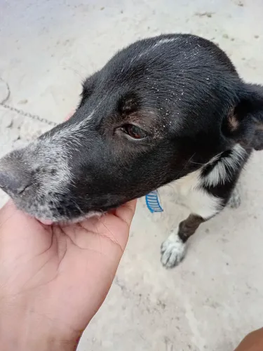 Cachorro para adoção responsável Dias D?Ávila 