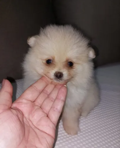 Filhotes de Spitz alemão