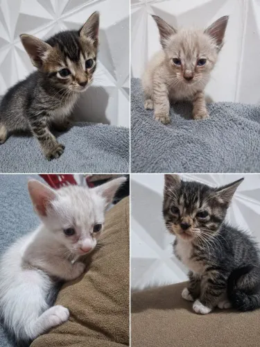 Doação de lindos gatinho