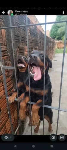 Rottweiler filhote. 50 dias . Raça pura .