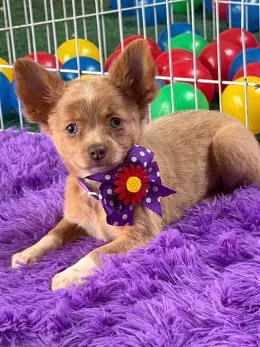 Chihuahua fêmea disponível 4 meses
