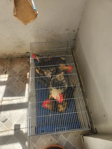 Vendo 4 frangos Capoeira....p vender hoje em Aracaju 