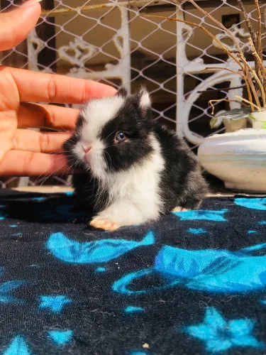 Coelho anão da raça netherland dwarf black vm macho - o menor do mundo