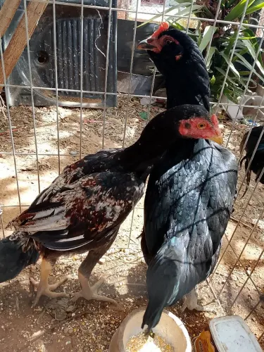 Galinha barbuda e franguinho indio