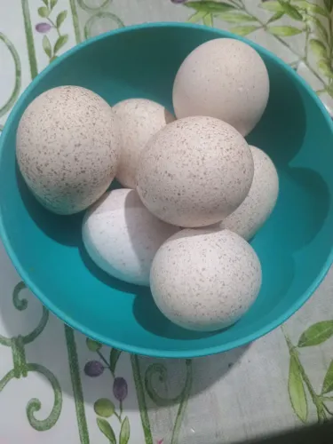 Ovos de peru