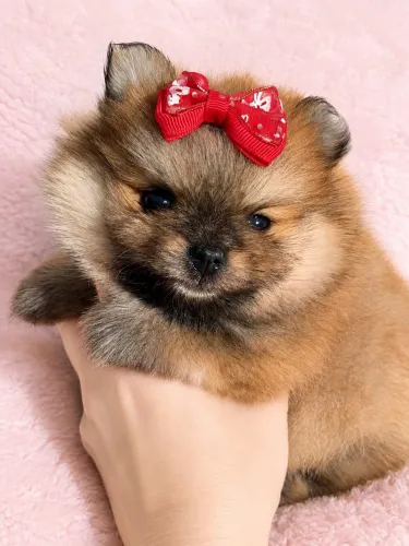 Spitz Alemão Anã!! Uma Linda Fêmea Disponível.
