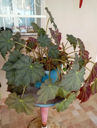 Sementes e plantas