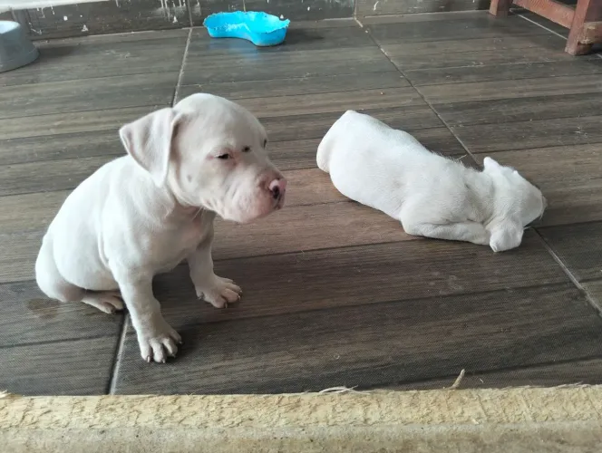 Vendo filhotes de Pitbull
