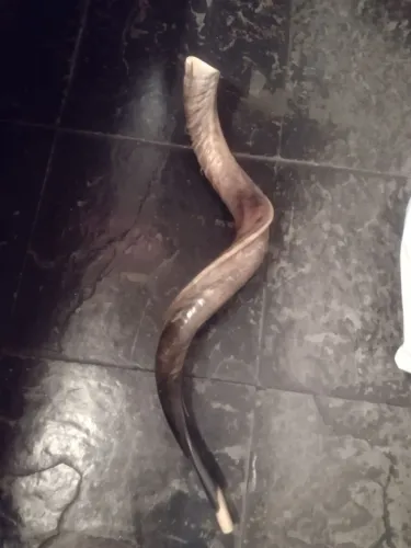 Vendo shofar de Antílope