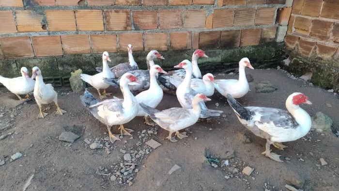 Pra vender ligeiro patos e patas 