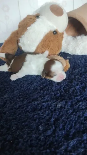 Shih Tzu para reserva parcele em até 10x