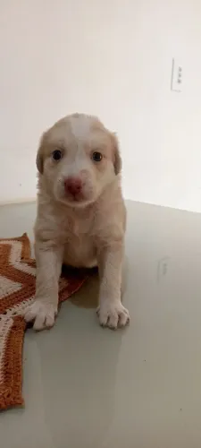 Filhote para Adoção 