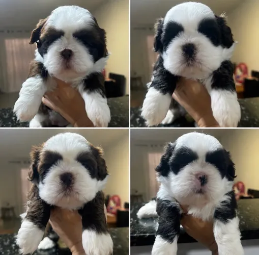 Fêmea shihtzu 